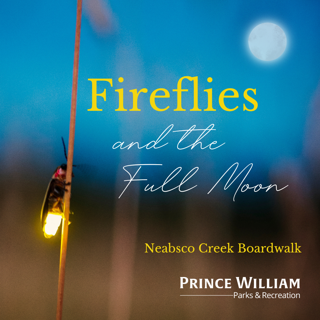 Fireflies and the Full Moon