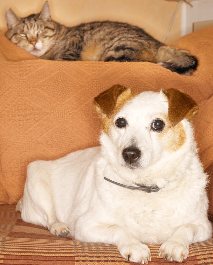 cat and dog for webstie.jpg