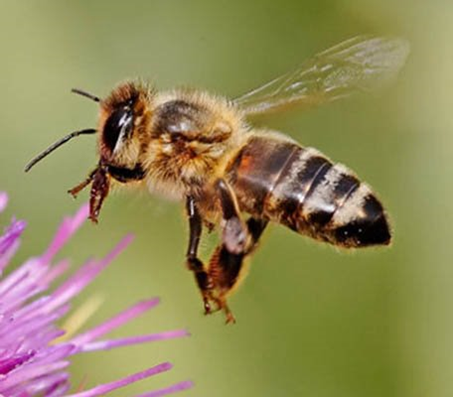 Bee and purple flower.png