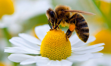 bee on daisy.png