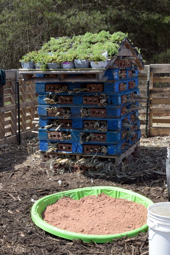Bee Project - Bee Hotel and pool.jpg