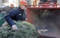 Man with tree at a grinder