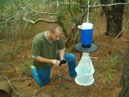 Gypsy Moth Control