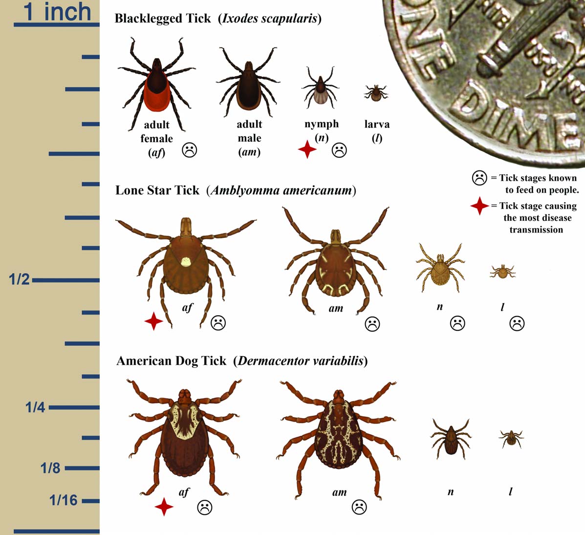 Virginia Size Chart