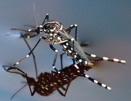 Mosquito3