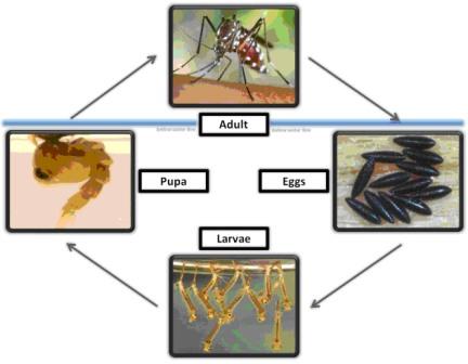 MosquitoLifeCycle