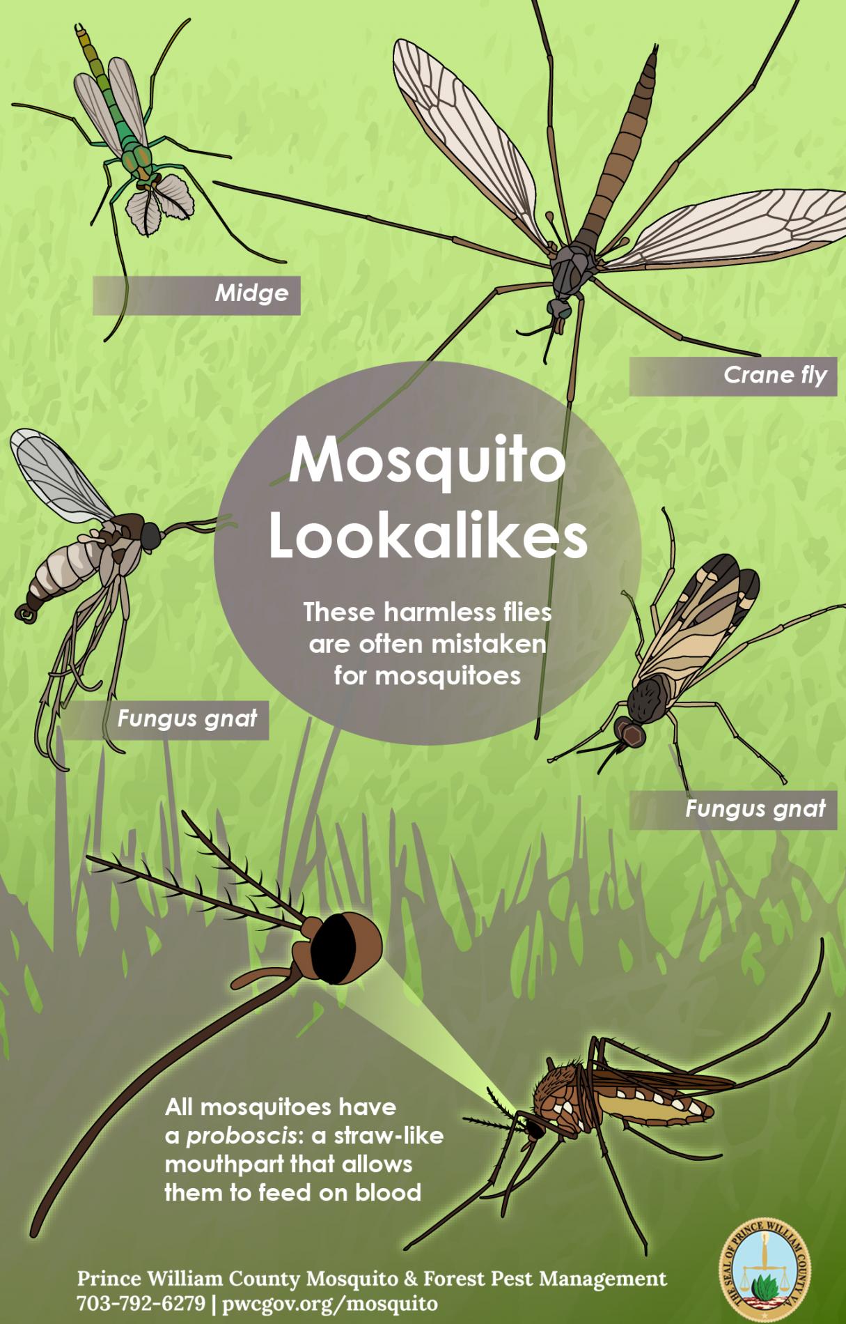 Mosquito Look A Likes