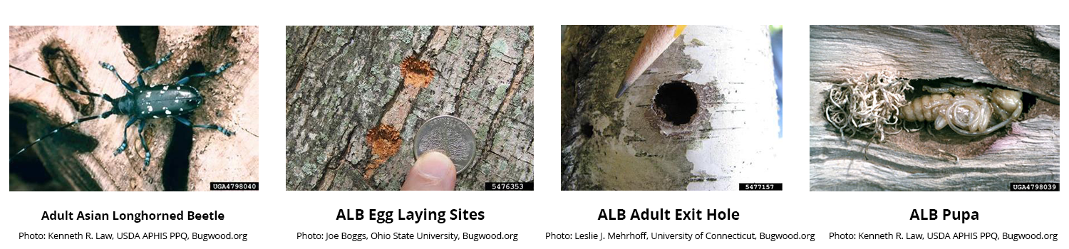 Asian Longhorned Beetle four photos first starting from left adult ALB on tree black insect with long antenna and white spots, next photo ALB Egg laying site on tree trunk, bore holes next to a time for size comparison the holes are almost the size of a dime, next photo is a ALB exit hole in a tree trunk, the hole is a perfect circle the width of a pencil there is a pencil in the photo for comparison, the last photo is ALB pupa burrowed in a tree trunk, the pupa are white to clear iridescent worm like  