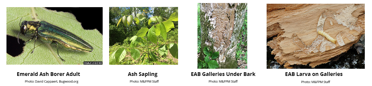 4 photo's from left to right first - emerald ash borer adult on leaf green and yellow shiny bug, Ashy sapling, EAB Galleries under Bark maze like grooves burrowed into the bark, EAB Larva on galleries thick yellow worm like 