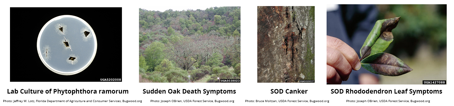 4 photo's from left to right first - lab culture of phytophthora ramorum in petri dish black triangle shapes with spikes, SOD symptoms photo of dried out trees with leaf loss, SOD Canker photo of tree bark that has wholes and is oozing black substance, SOD Rhododendron Leaf Symptoms photo Leaves curled up and turning black and dark brown from natural green state