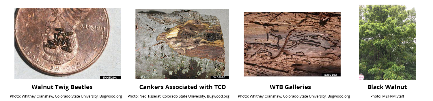 4 photo's from left to right first - Walnut Twig Beetles photo of beetles on penny to show how tiny they are very small dark brownish black look like rice grains, canker associated with TCD phot of branch with black spots, WTB galleries grooves dug into bark, Black Walnut trees