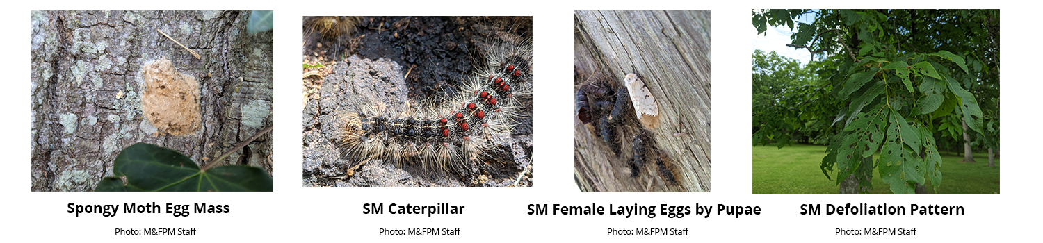 4 photos of the life cycle of spongy moth