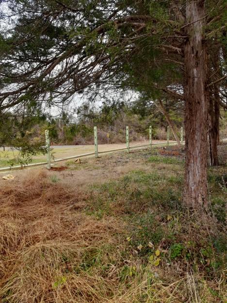 Image of a tree with a partially-built fence behind it