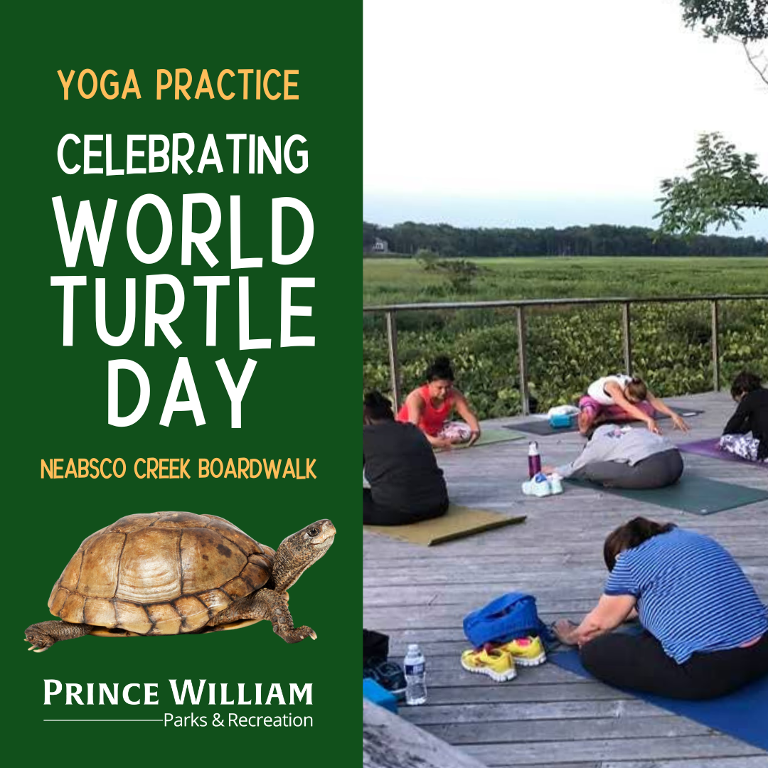 Yoga World Turtle Day