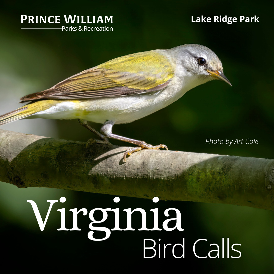 Virginia Bird Calls
