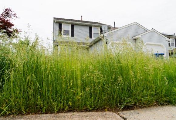 overgrown grass in the front yard of a home