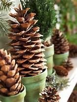 Pine cones in small flower pots for holiday decorations