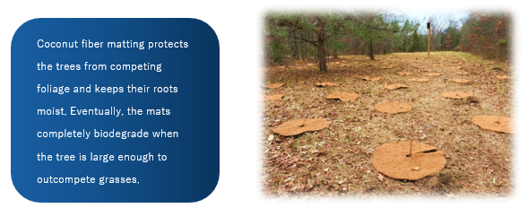 Side-by-side graphic showing a blue text panel explaining that coconut fiber matting protects young trees from competing vegetation, retains soil moisture, and biodegrades over time, next to a photo of a planted field with young trees surrounded by circular coconut fiber mats laid on the ground.