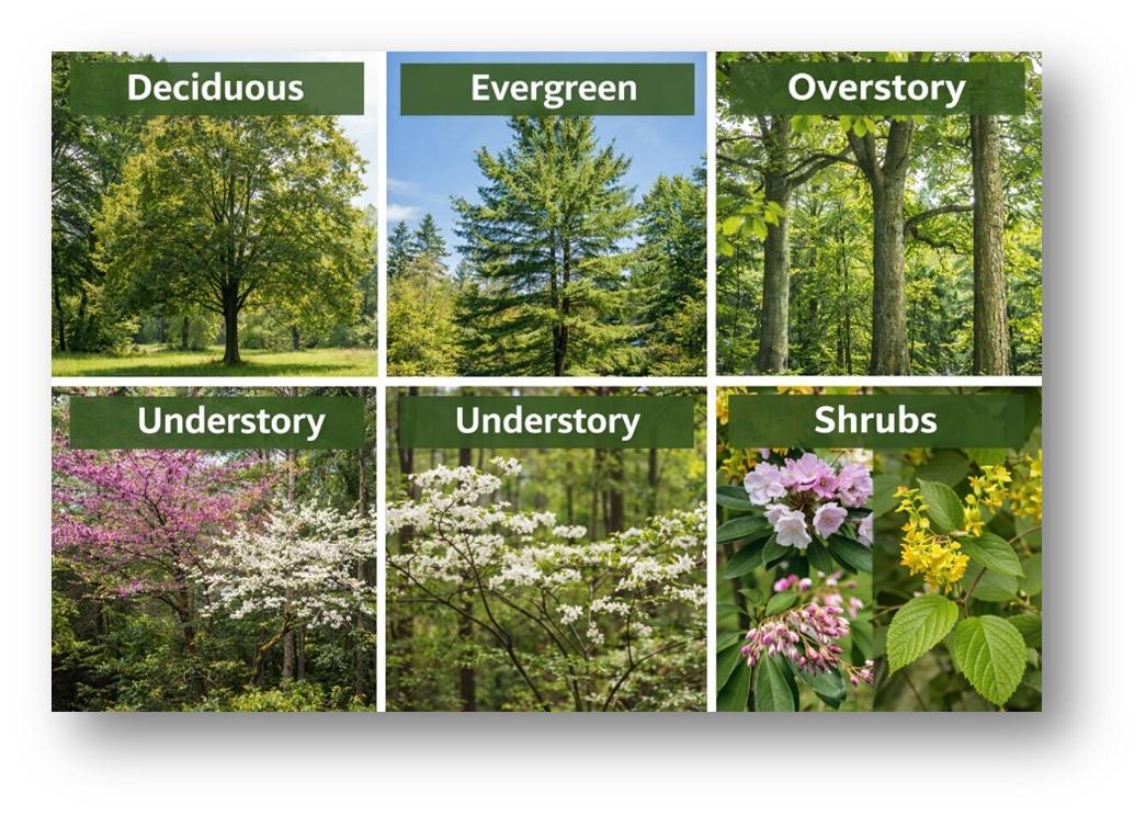 Six-image collage showing different forest plant types, labeled as Deciduous, Evergreen, Overstory, Understory (two examples), and Shrubs. Images include mature leafy trees, evergreen conifers, tall overstory trunks, flowering understory trees, and blooming shrubs, illustrating layers of a forest ecosystem.