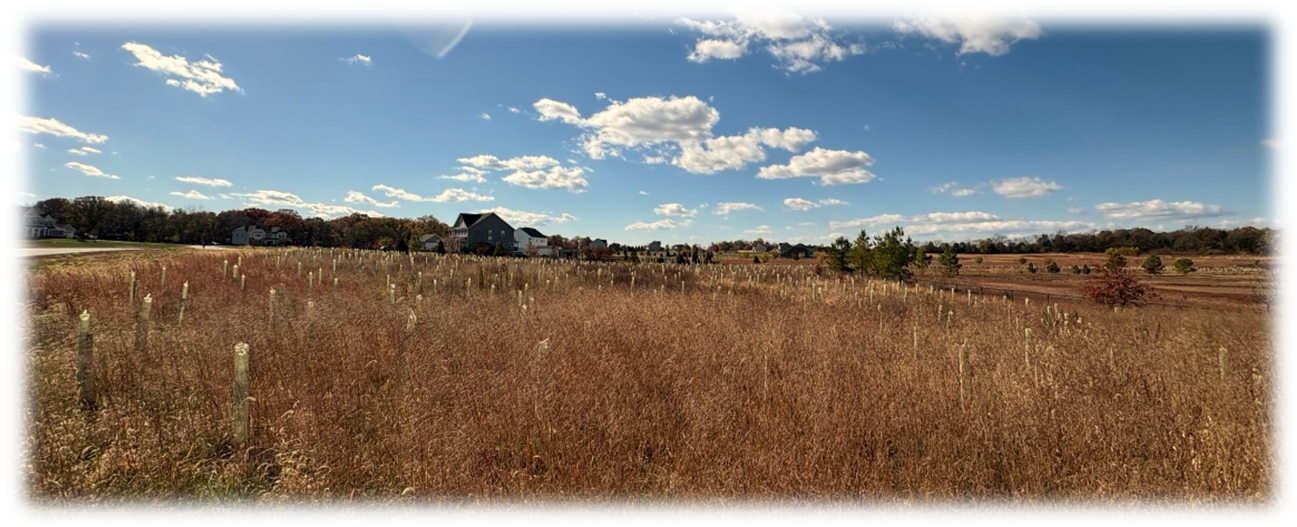 Wide panoramic view of an open field planted with many young trees protected by light-colored tree tubes, scattered across tall, dry grass. Homes and a tree line are visible in the distance under a bright blue sky with scattered clouds, showing a large-scale reforestation site in early growth stages.