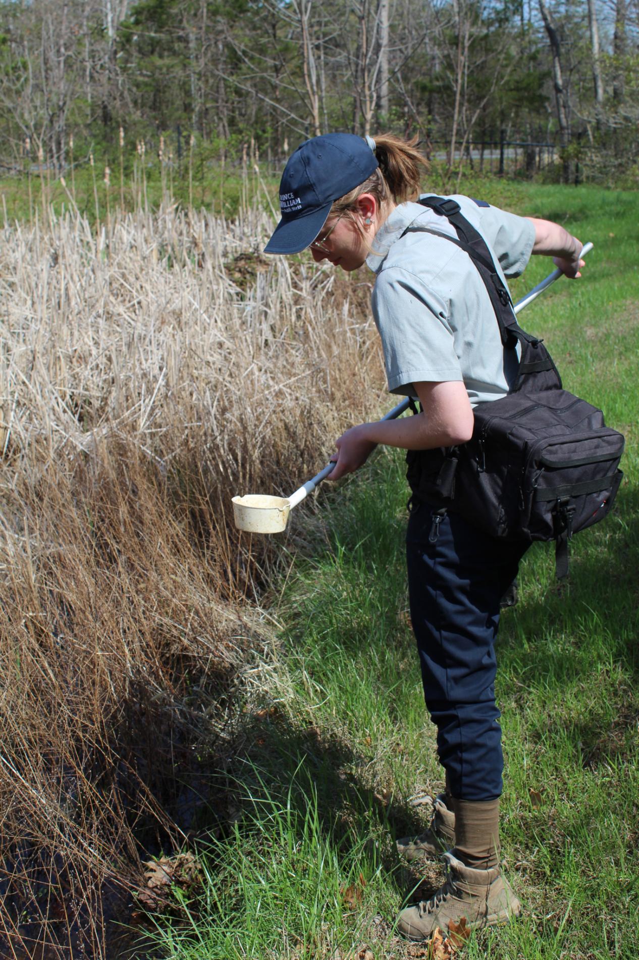 mosquito larvae surveillance mfpm mosquito and forest pest 