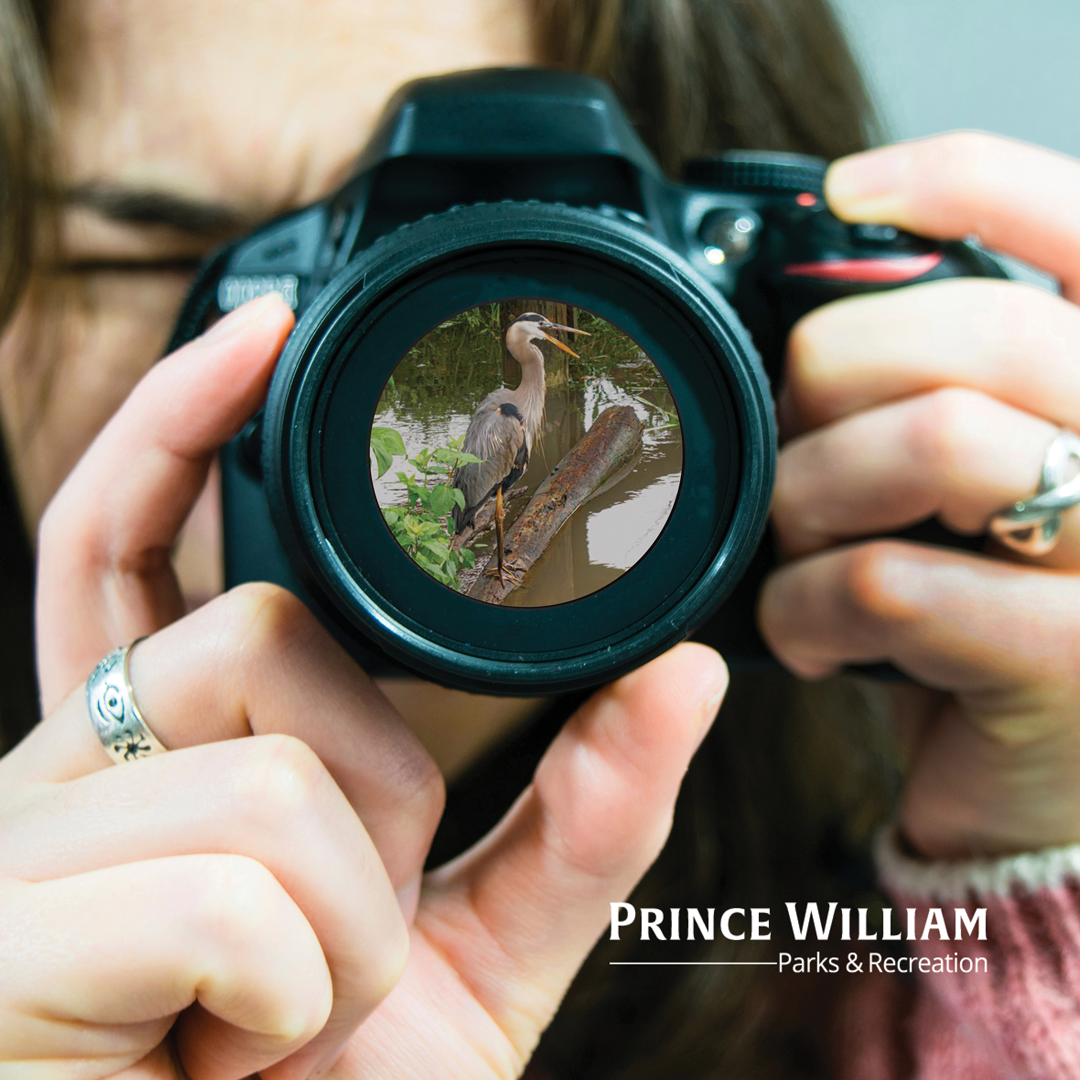 Nature Photography