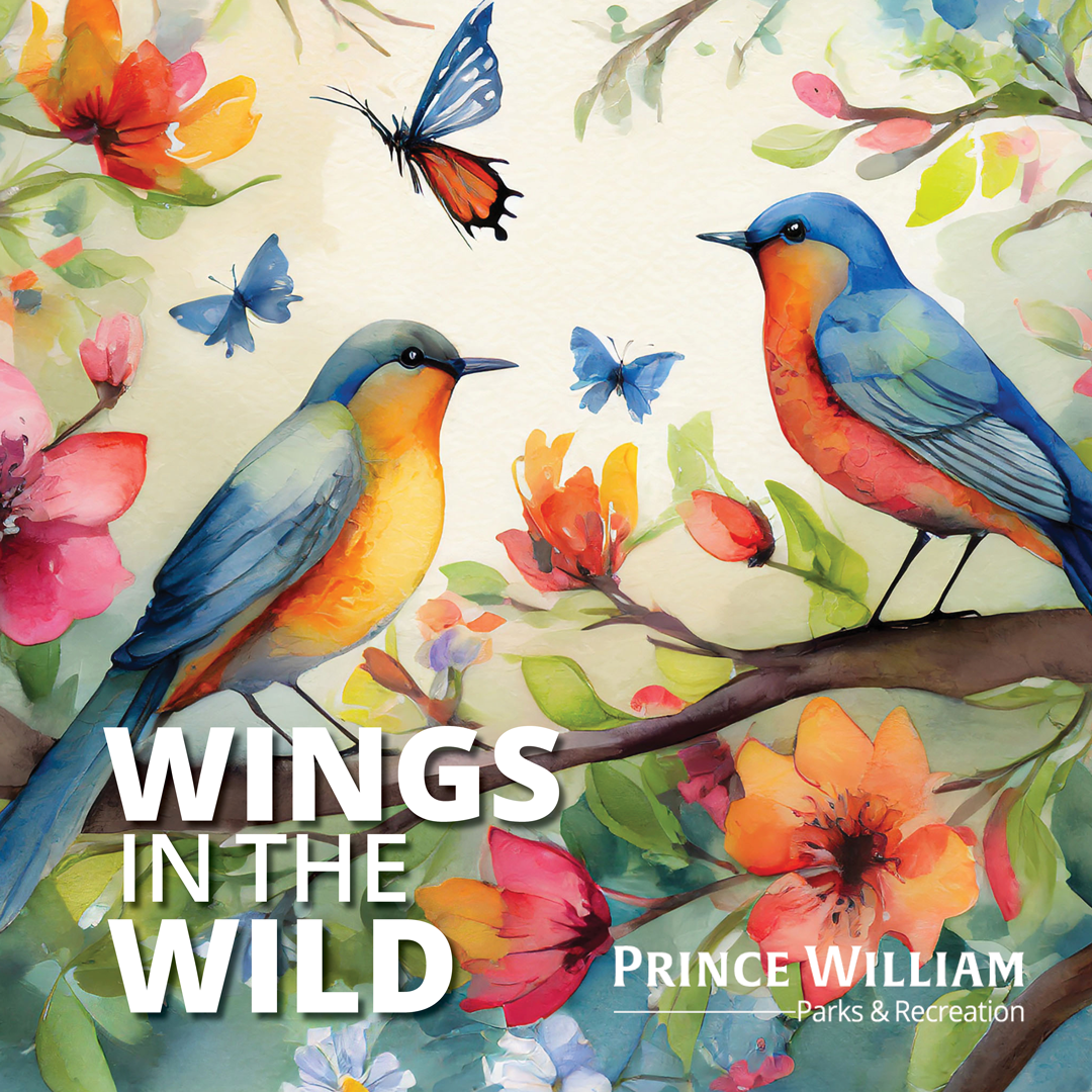 Wings in the Wild