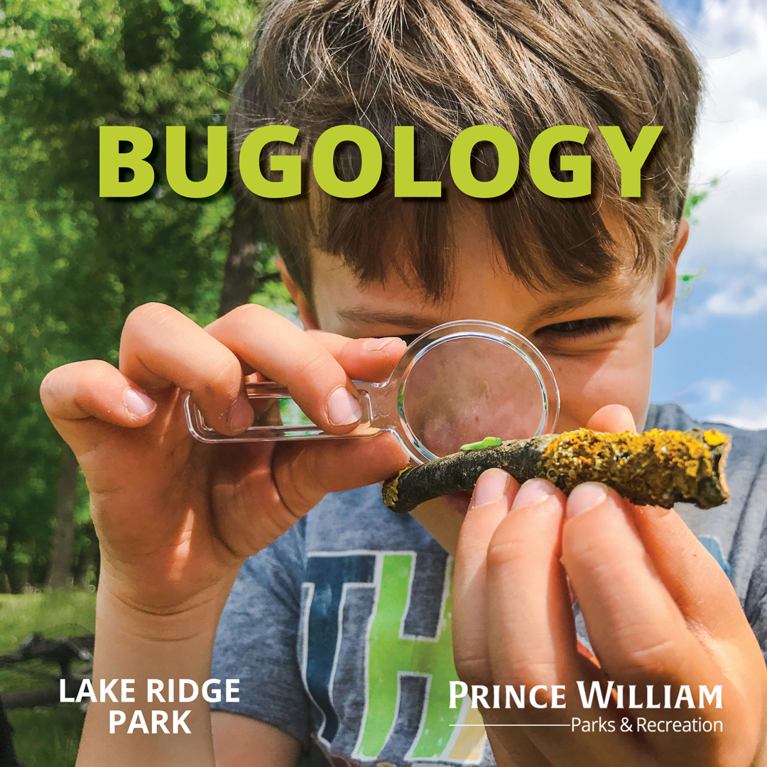 Bugology