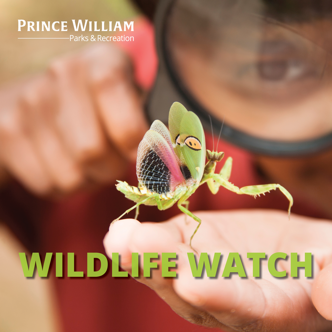 Wildlife Watch