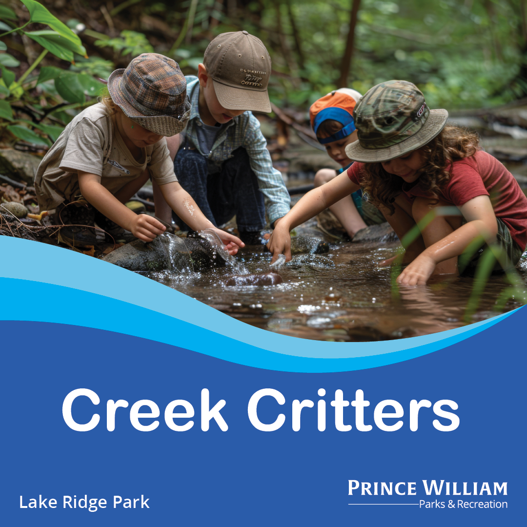 Creek Critters