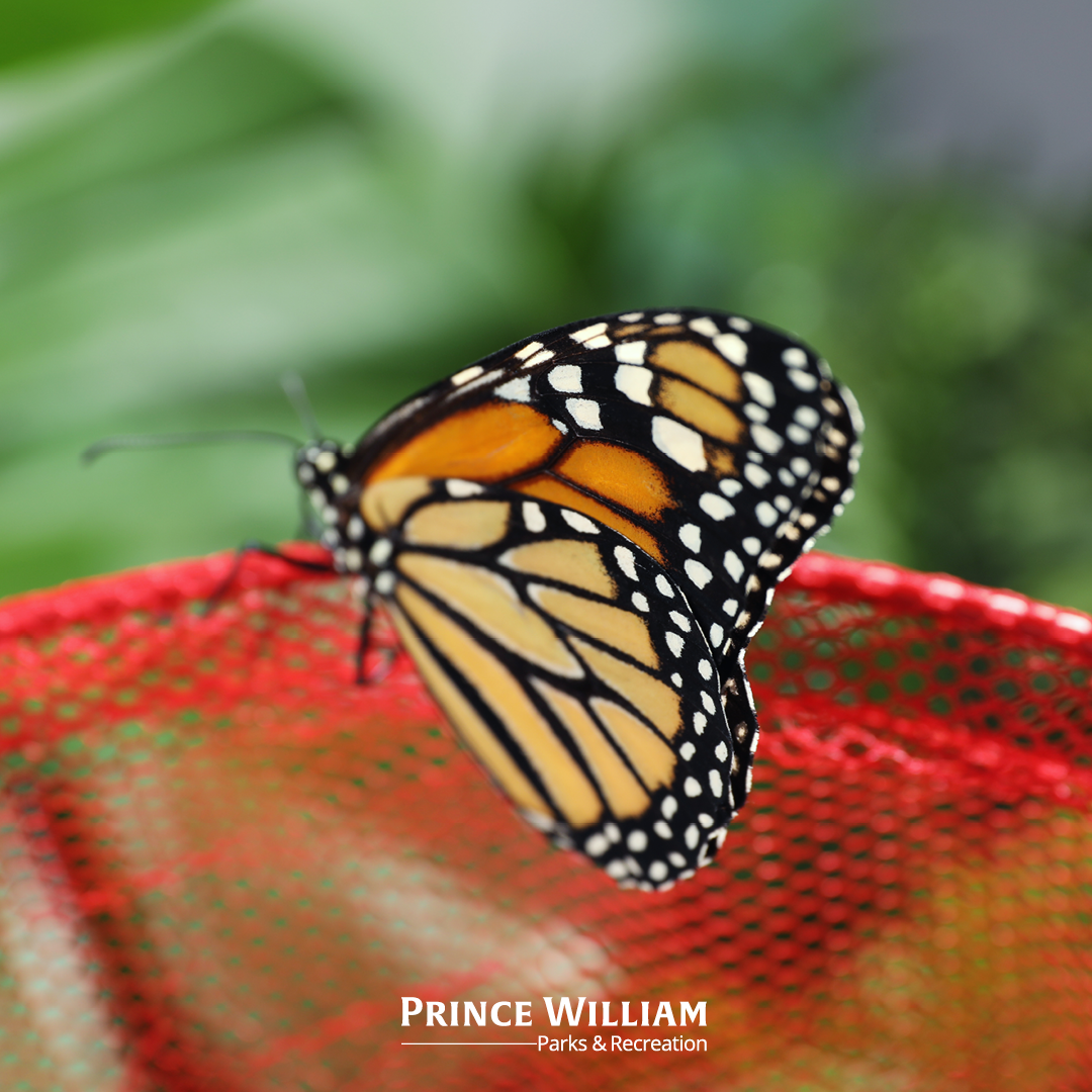Monarch Tagging and Pollinators