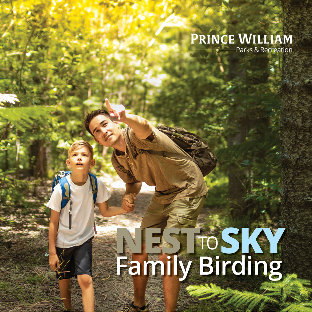 Nest to Sky Family Birding