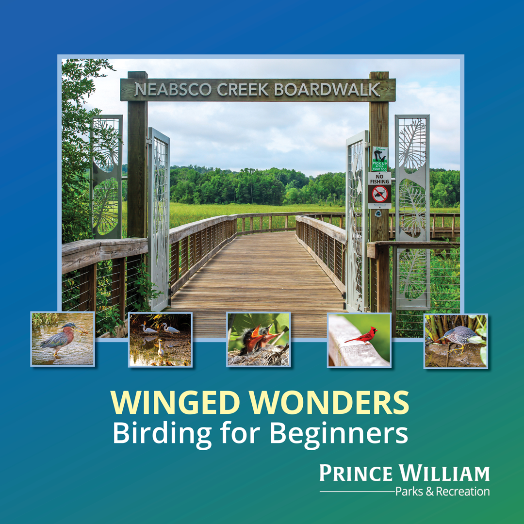Winged Wonders: Birding for Beginners