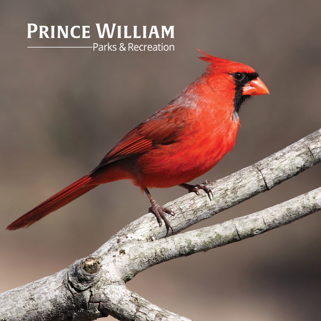 Virginia Bird Calls