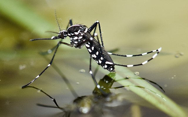 Asian tiger mosquito, a black and white mosquito, sitting on water